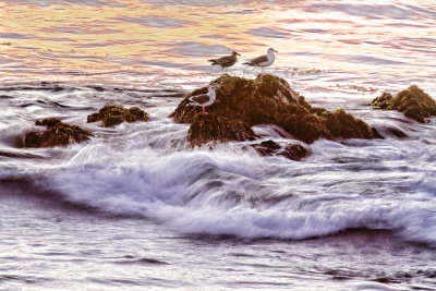 Sunset seagulls by the sea  _MG_1648.jpg