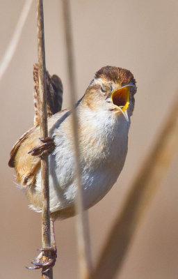 Marsh wren singing  _MG_7243.jpg