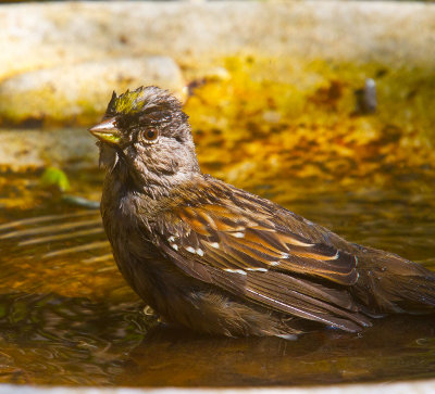 clean bird  _MG_7457.jpg