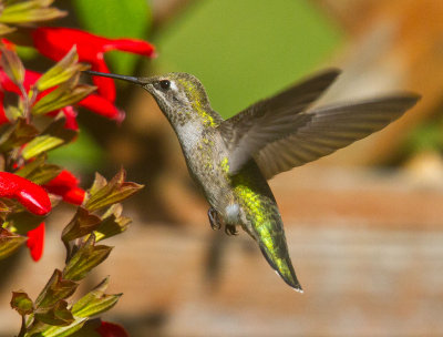 Hovering hummingbird  _MG_0080.jpg
