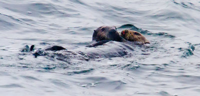 Two headed sea otter  _MG_9494.jpg