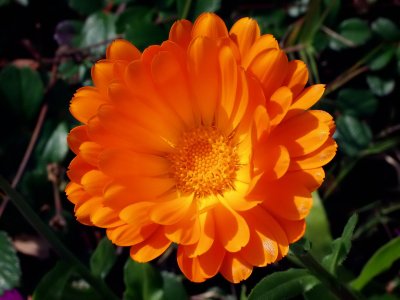 ex bright orange flower mod.jpg