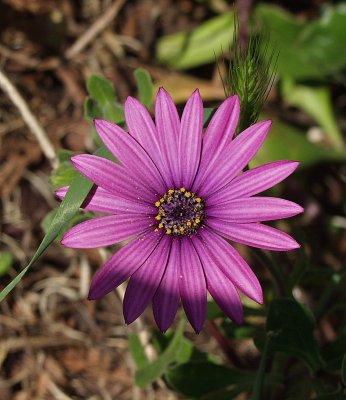 ex  purple flower.jpg