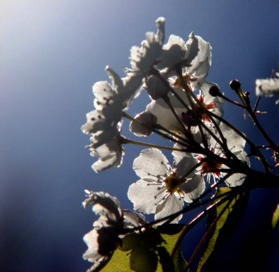 exi bright sun glow white flowers mod.jpg