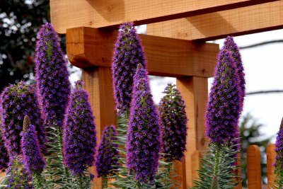 ex purple pine cone flower clusters wooden gate mod.jpg.jpg