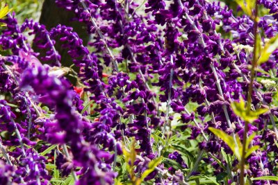 ex mass of long stalked purple flowers mod _MG_8851.jpg