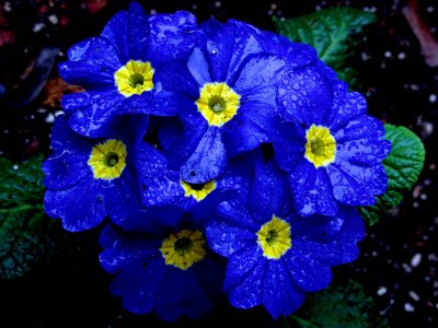 ex blue flowers.jpg