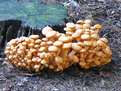 cluster fungus