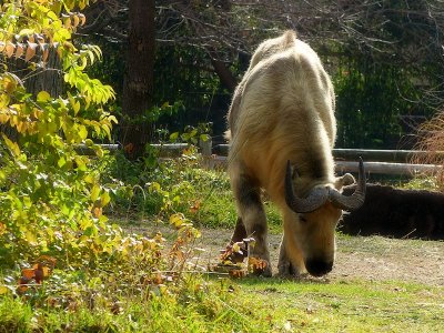 Sichuan Takin