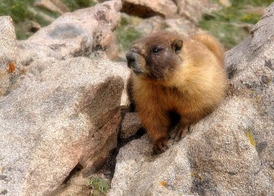 Yellow Bellied Marmot