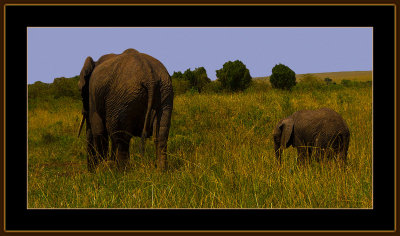 146-=-IMG_2763-=-Elephant-mom-and-child.jpg