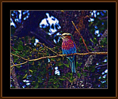 155-=-IMG_2785-=-Lilac-Breasted-Roller-V2-Manipulated.jpg