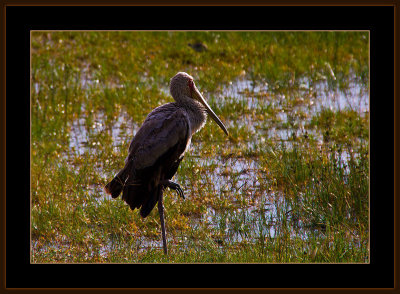 1=IMG_2824-=-Yellowbilled-Stork.jpg