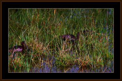 13=IMG_2845=Glossy-Ibis.jpg