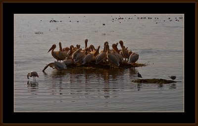 14=IMG_2848=Pelicans.jpg