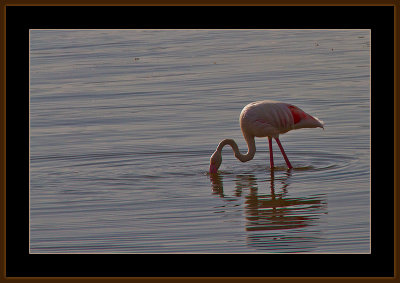17=IMG_2852=Flamingo.jpg