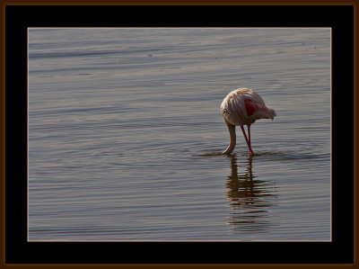 18=IMG_2853=Flamingo.jpg