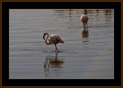 28=IMG_2870=Flamingos.jpg