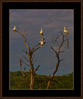 31=IMG_2879=Yellowbilled-Storks.jpg