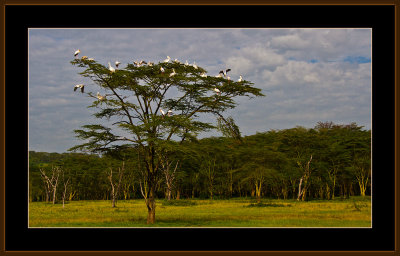 32=IMG_2882=Yellowbilled-Storks.jpg