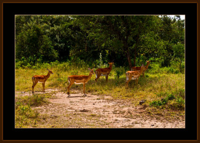 42=IMG_2917=An-Impala-with-4-of-his-25-wives.jpg