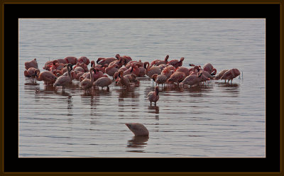 51=IMG_0118=Flamingos.jpg