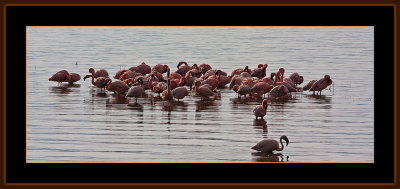 52=IMG_0119=Flamingos.jpg
