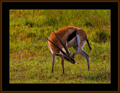 61=IMG_0140=Thompson-Gazelle.jpg