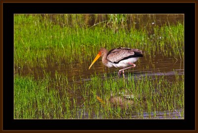 71=IMG_0156=Yellowbilled-Stork.jpg