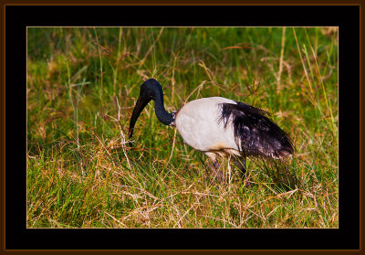 77=IMG_0166=African-sacred-Ibis.jpg