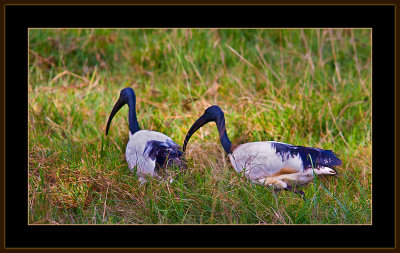 79=IMG_0170=African-sacred-Ibis.jpg