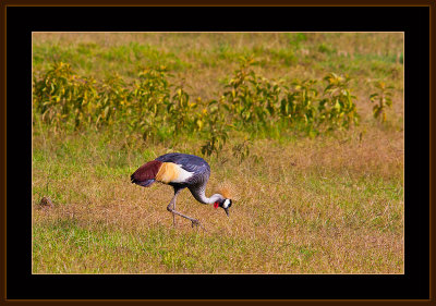 81=IMG_0173=African-Crown-Crested-Crane.jpg