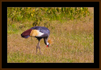 83=IMG_0175=African-Crown-Crested-Crane.jpg