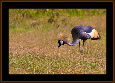 85=IMG_0179=African-Crown-Crested-Crane.jpg