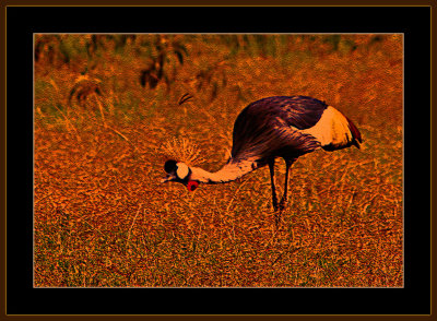 86=IMG_0180=Manipulated-African-Crown-Crested-Crane.jpg