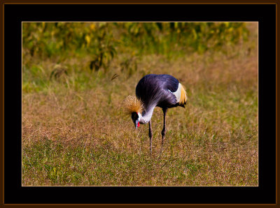 87=IMG_0181=African-Crown-Crested-Crane.jpg