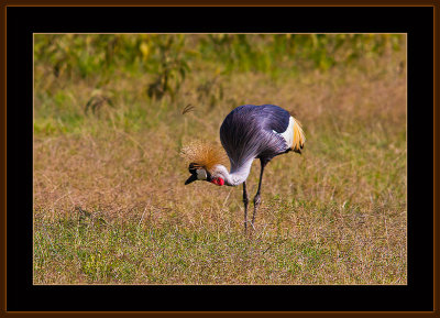 89=IMG_0183=African-Crowbn-Crested-Crane.jpg