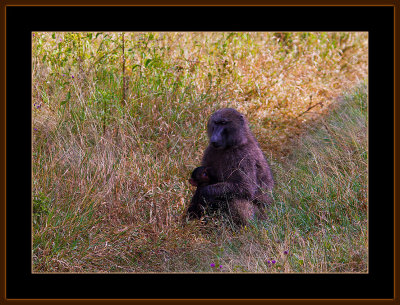 95=IMG_0197=Baboon-with-baby.jpg