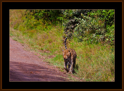 97=IMG_0202=Leopard-on-the-Road.jpg