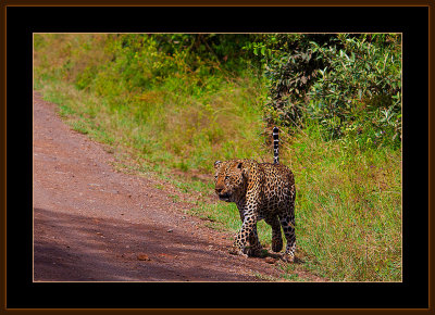 98=IMG_0203=Leopard-on-the-road.jpg