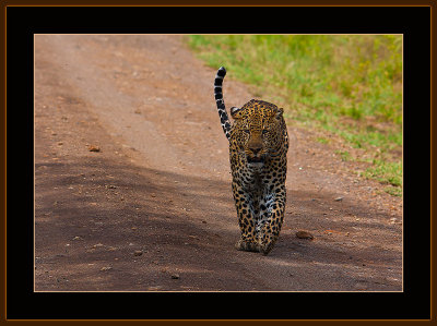 99=IMG_0205=Leopard-on-the-road.jpg