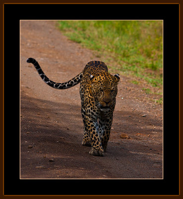 100=IMG_0206=Leopard-on-the-road.jpg