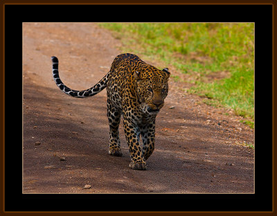 101=IMG_0207=Leopard-on-the-road.jpg
