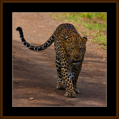 102=IMG_0208=Leopard-on-the-road.jpg