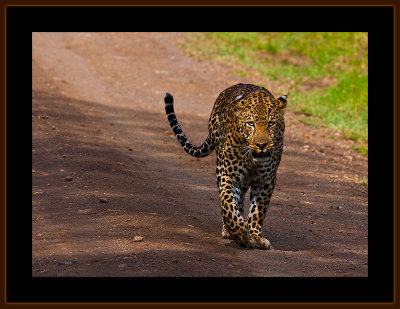 103=IMG_0209=Leopard-on-the-road.jpg