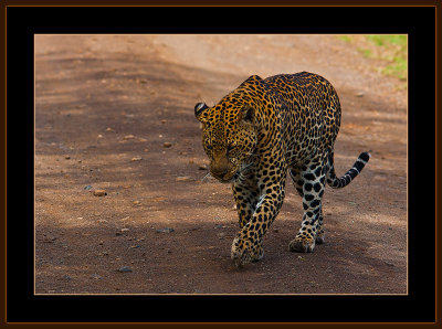 106=IMG_0212=Leopard-on-the-road.jpg