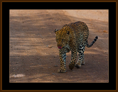 107=IMG_0213=Leopard-on-thew-road.jpg