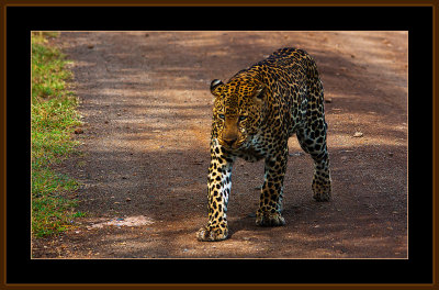 108=IMG_0214=Leopard-on-the-road.jpg