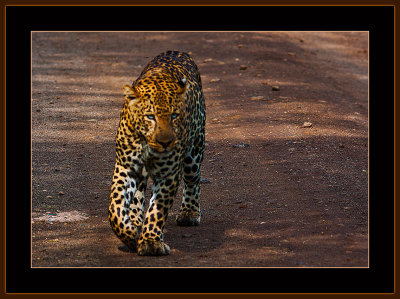 109=IMG_0215=Leopard-on-the-road.jpg
