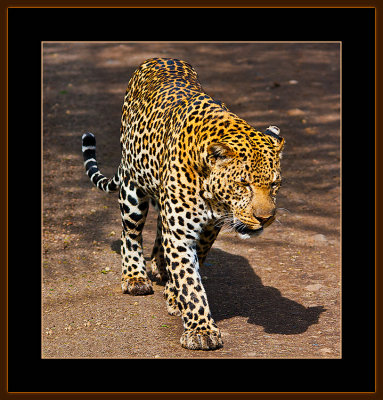 110=IMG_0220=Leopard-on-the-road.jpg